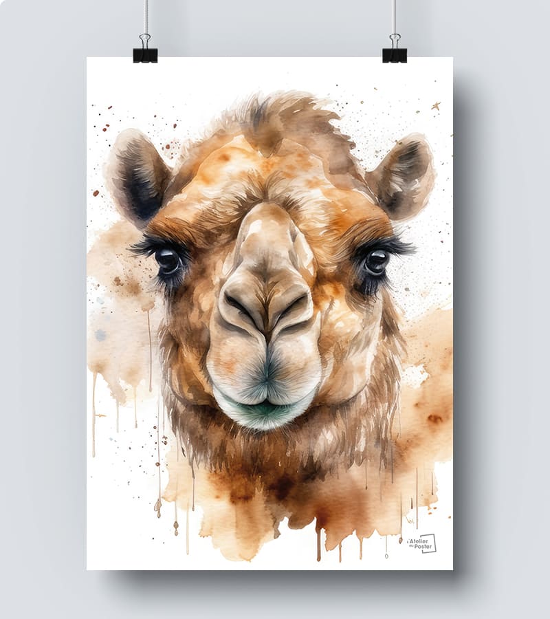 Affiche Chameau / Dromadaire