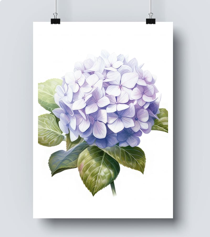 Affiche Hortensia