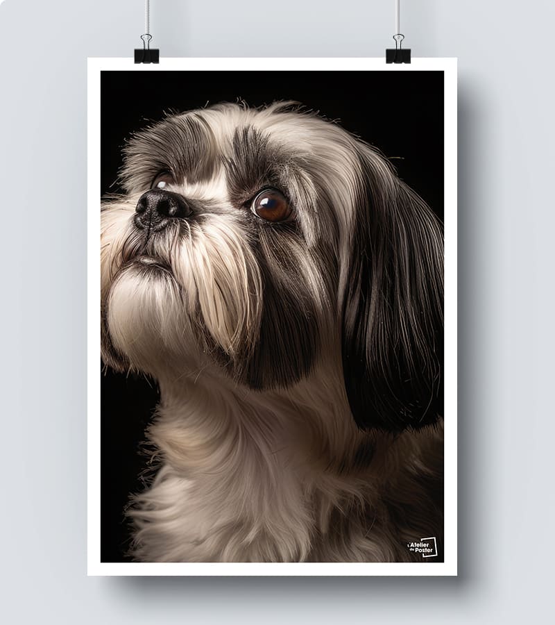 Affiche Chien Shih Tzu - Photographie