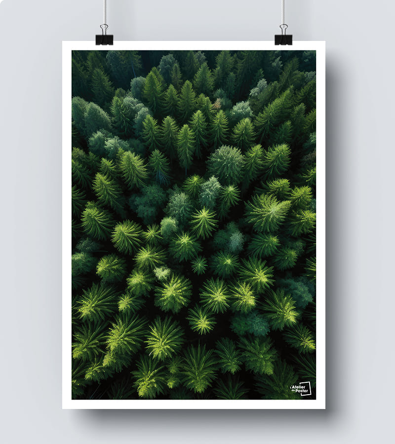 Affiche Forêt de Pins