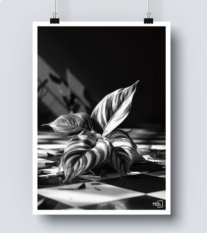 Affiche Plante noir et blanc