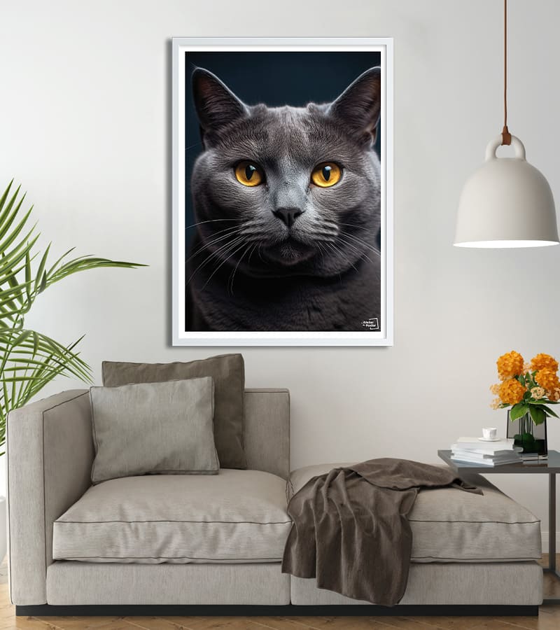 poster Chat Chartreux - Photographie