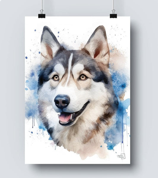 Affiche Husky Sibérien