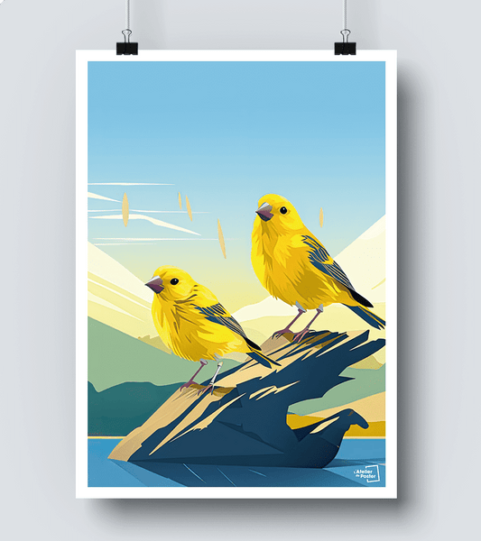 Affiche Oiseaux Canaries