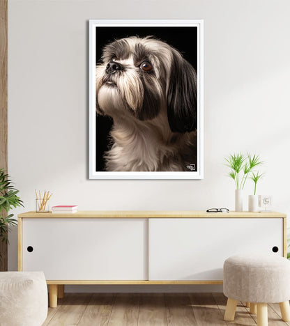 poster Chien Shih Tzu - Photographie